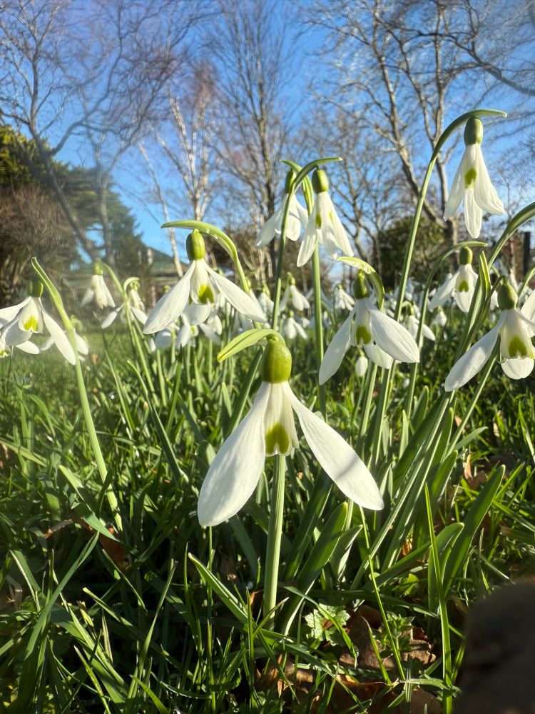 Snowdrops 
