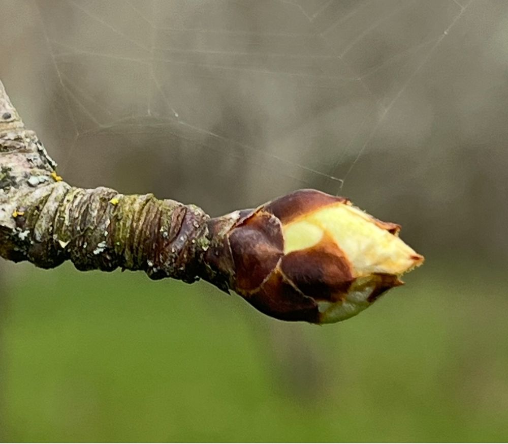 Apple bud about to break. 
