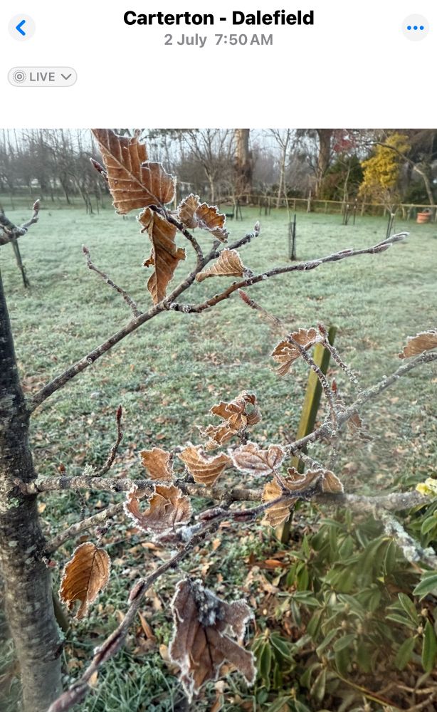 Frost on leaves