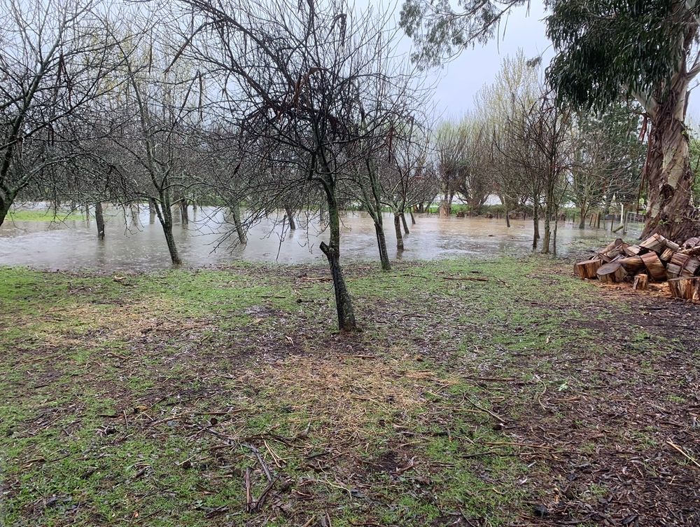 Flooding in orchard
