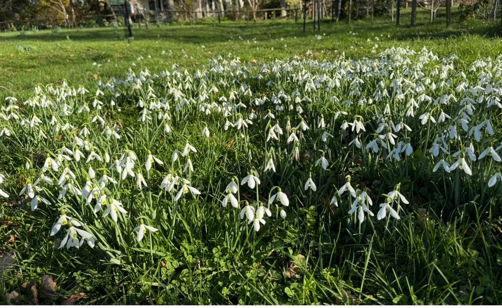 Pasture of snowdrops