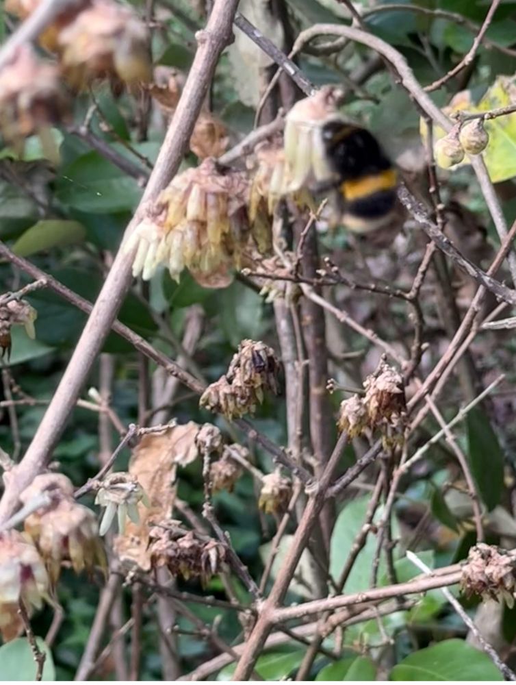 Bumblebee visiting wintersweet flower
