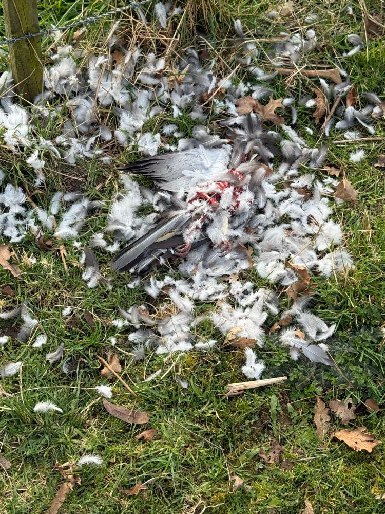 Kererū after falcon had its fill