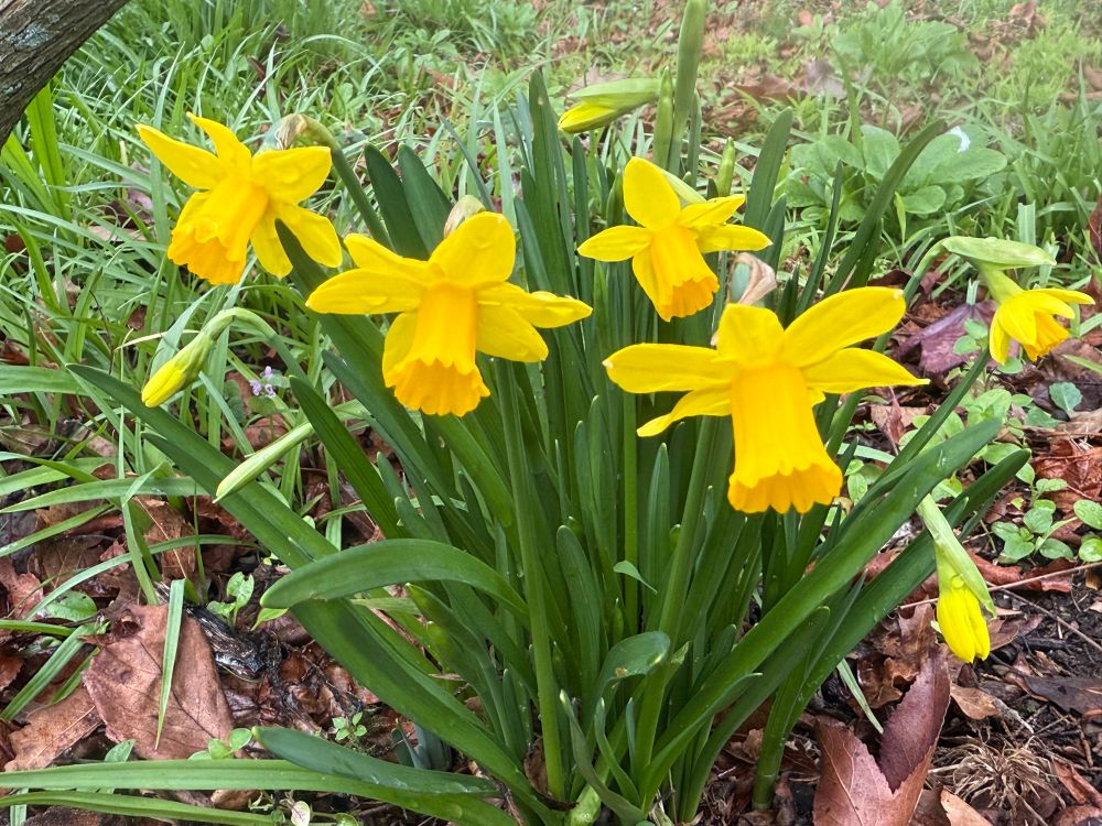 Tete a tete daffodil 