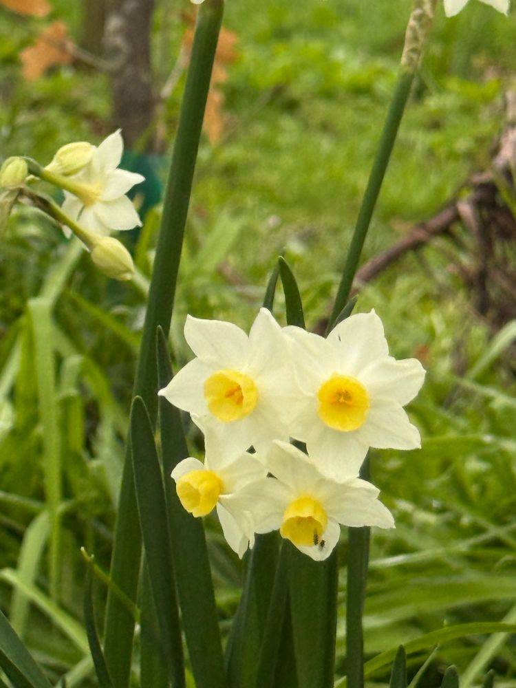 Daffodils in bloom