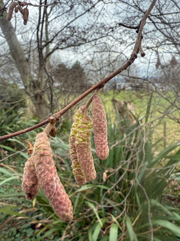 Hazel catkins