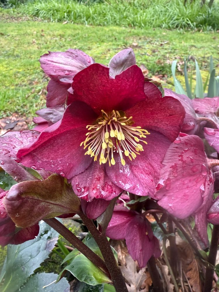 Hellebore 