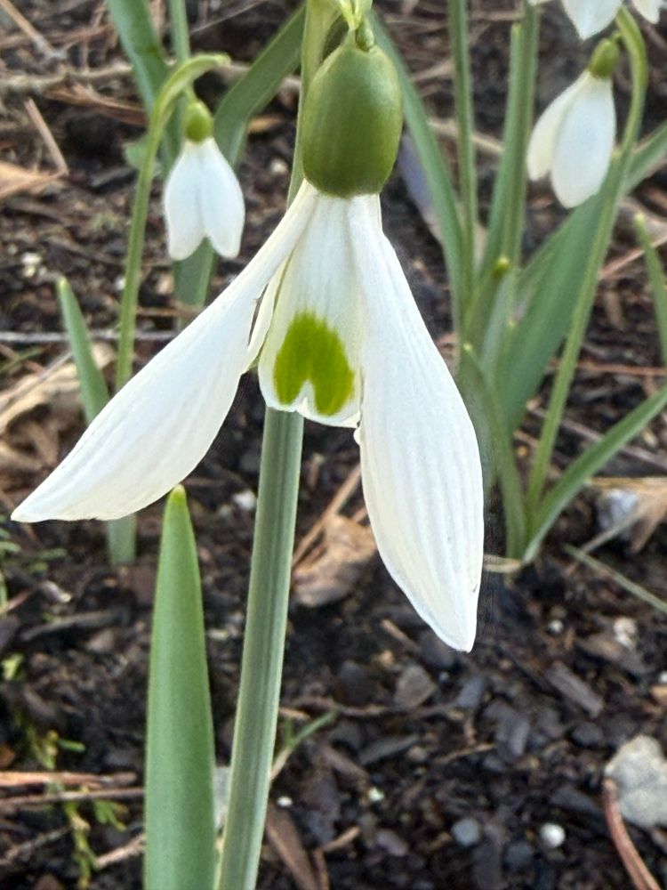 Closeup of a snowdrop 