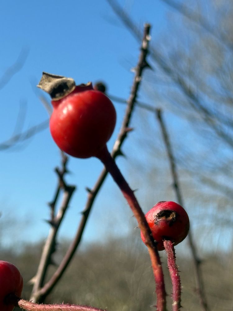 Rose hip