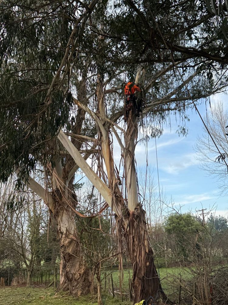 Arborist working up large leaning gum tree