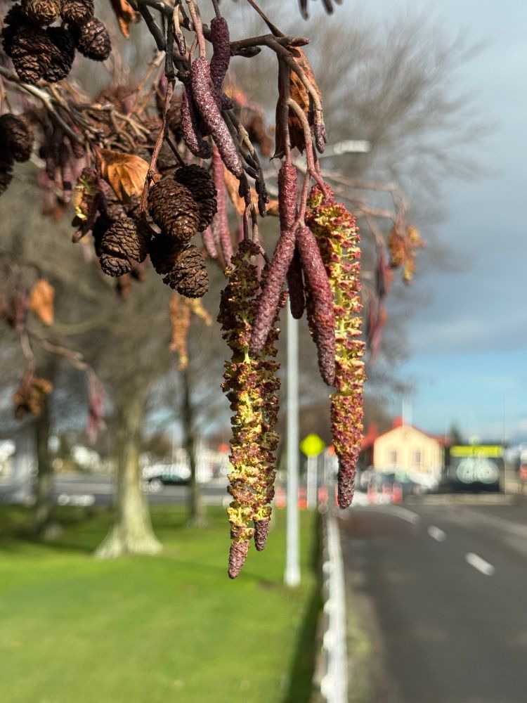 Alder catkins and cones