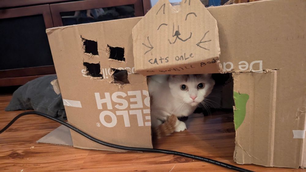 Picture of a white and orange cat in a hello fresh box with a door and window cut into it. A sign made by a child depicts a cat face and says "cats onle(sic)"