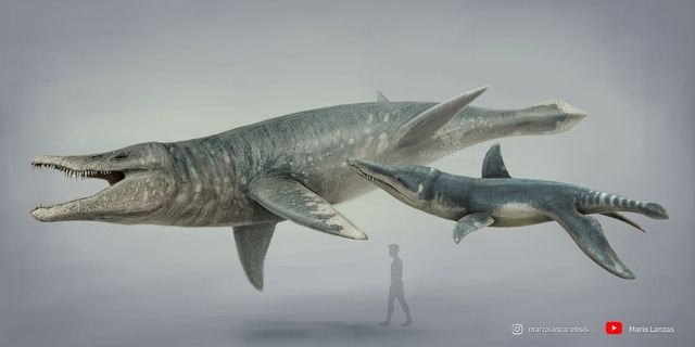 Reconstructions of two pliosaurs by Mario Lanzas. Left is Pliosaurus sp., right is Liopleurodon ferox