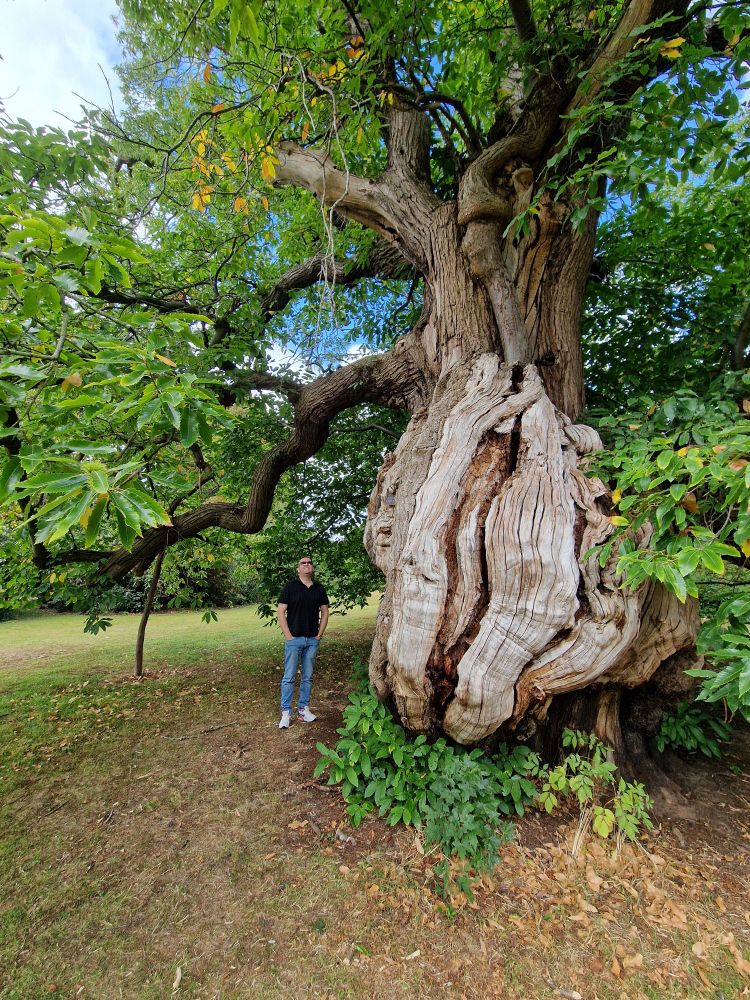 A 400+ year old sweet chestnut tree 