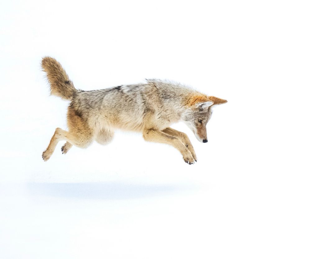 A coyote pounces, hunting for voles during the winter at Yellowstone National Park