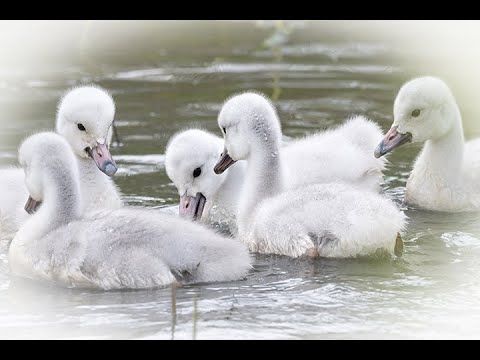 Northwestern Ohio Day 7 - Numerous warblers and an adorable Trumpeter Swan Family