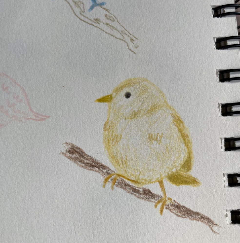 Yellow bird on branch drawn in colored pencil 