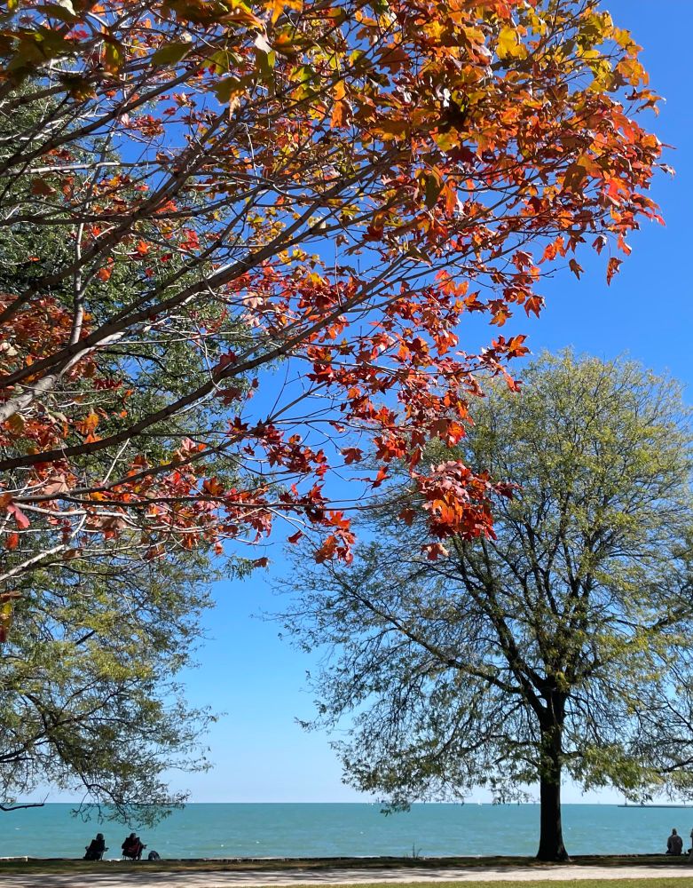 Tree in foreground with red leaves, two trees in background with green and yellow leaves, Lake Michigan 