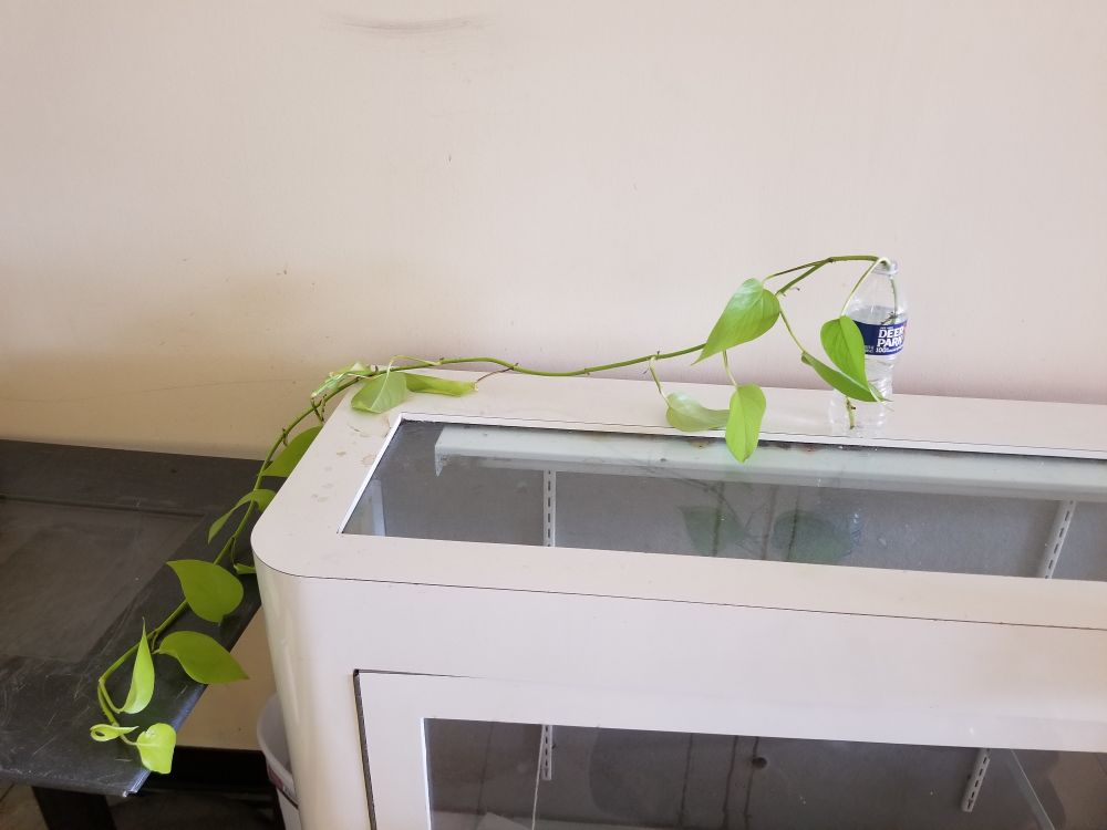 A lone vine growning out of a plastic water bottle in a derelict abandoned shopping mall. It's doing its best to thrive in an environment that would otherwise be inhospitable to it; Clinging to its limited source of life, trying to hang on for as long as it can with its limited resource.
Hang in there little vine.