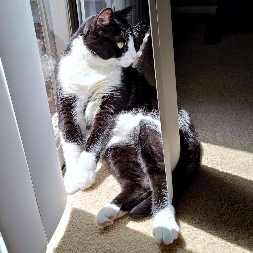 Tuxedo cat lounging in the sun.