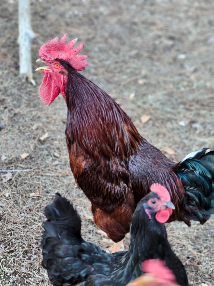 Rhode Island Red Rooster crowing for the 30,000th time that day. 