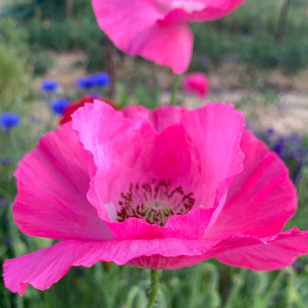 Pink poppy flower 