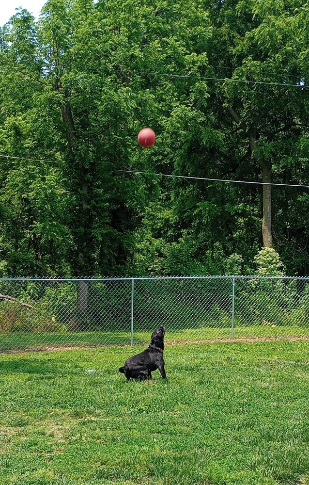 Black lab waiting for a large red rubber ball to drop so he can catch it