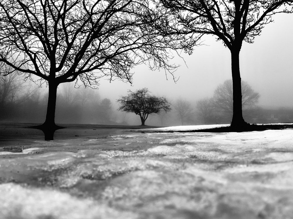 3 trees, frozen field and fog. 