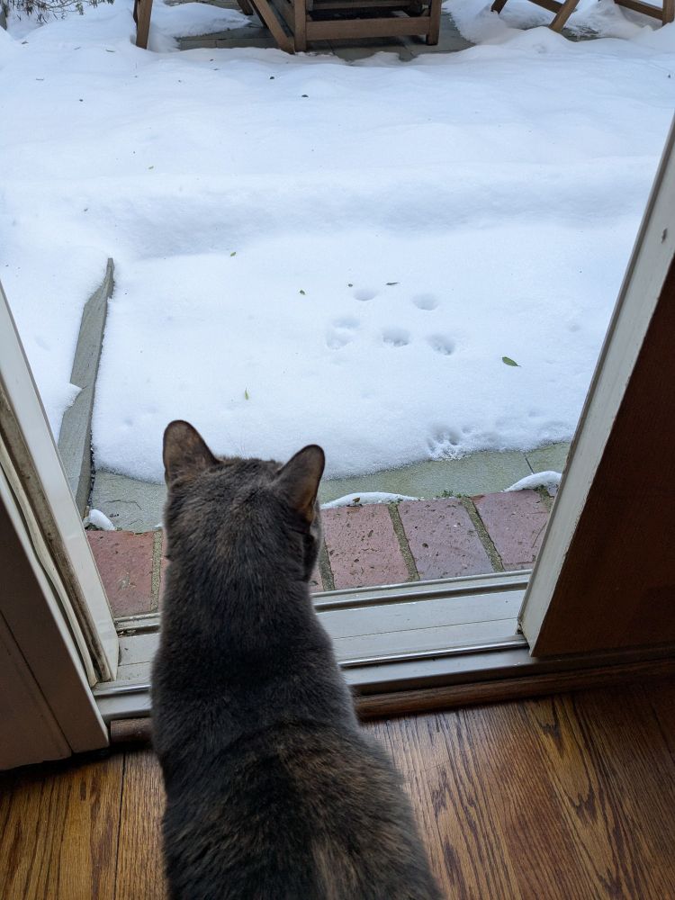 A gray cat looks through an open door to a snow covered yard. Small footprints are visible in part of the snow. 