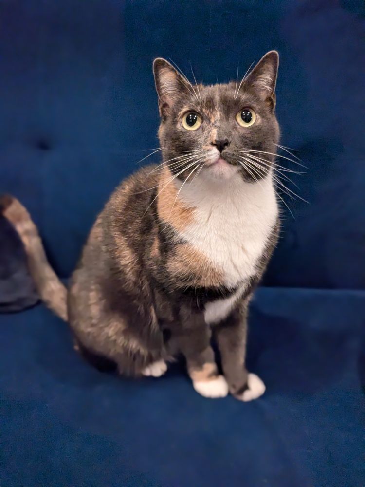 A black and white cat sits patiently on a dark blue couch, looking up at her human with anticipation... or disgust, it's hard to tell. 