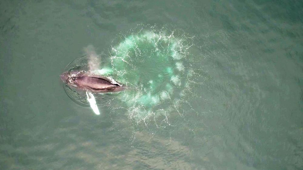 Humpback whales make custom fishing nets — out of bubbles