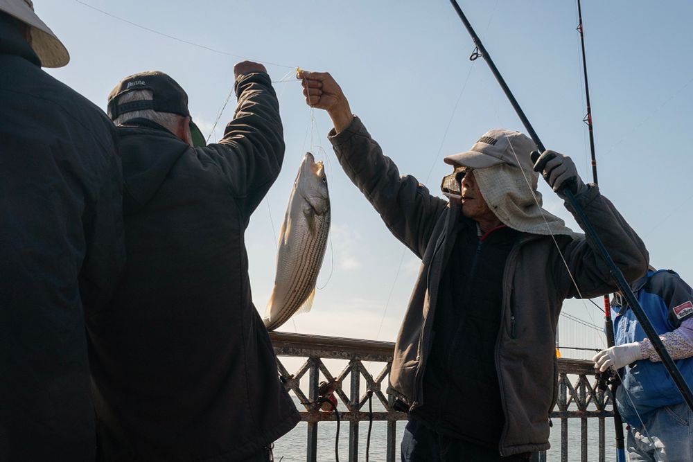 ‘Dirty Delta’: California’s largest estuary is in crisis. Is the state discriminating against people who fish there?