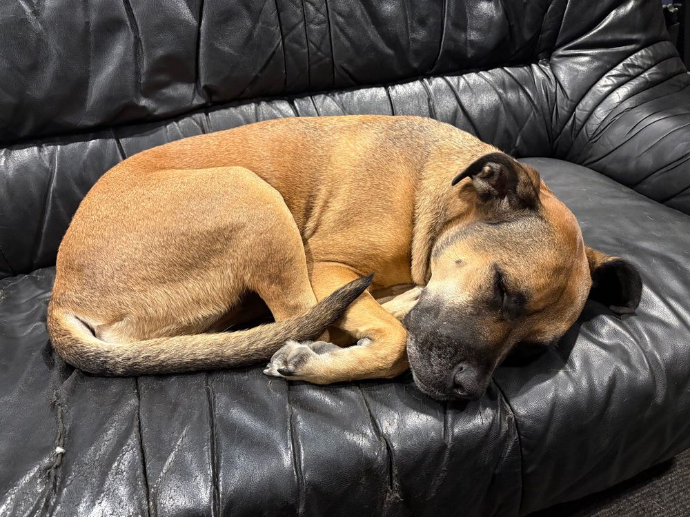 Jojo the boxer x staffy dog, curled up on a couch.