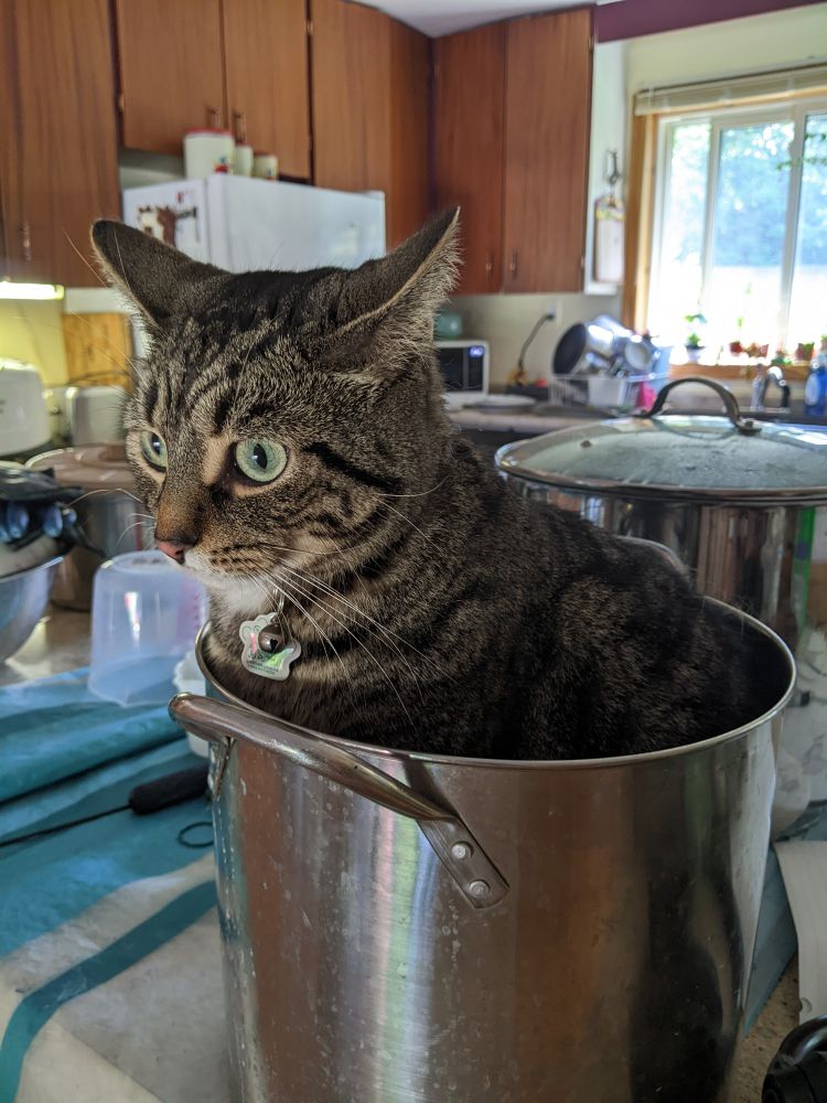 A pretty grey tabby cat sits in a small dye pot.
