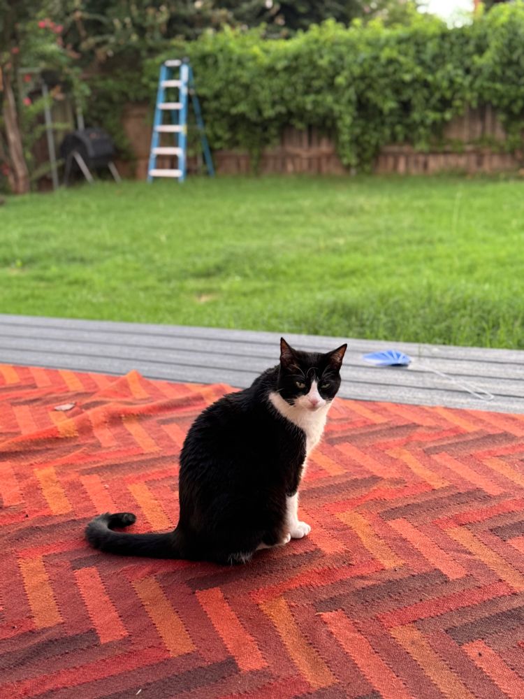 a black and white cat looking at the camera on an orange rug, on a brown patio, facing a yard of green grass. there's a brown wood fence in the background and a ladder leaning on the left side of the fence. the fence is topped with luscious green vines