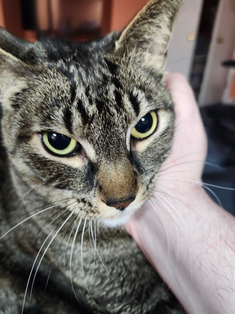 Tabby cat looking miffed with hand scratching her under her head.