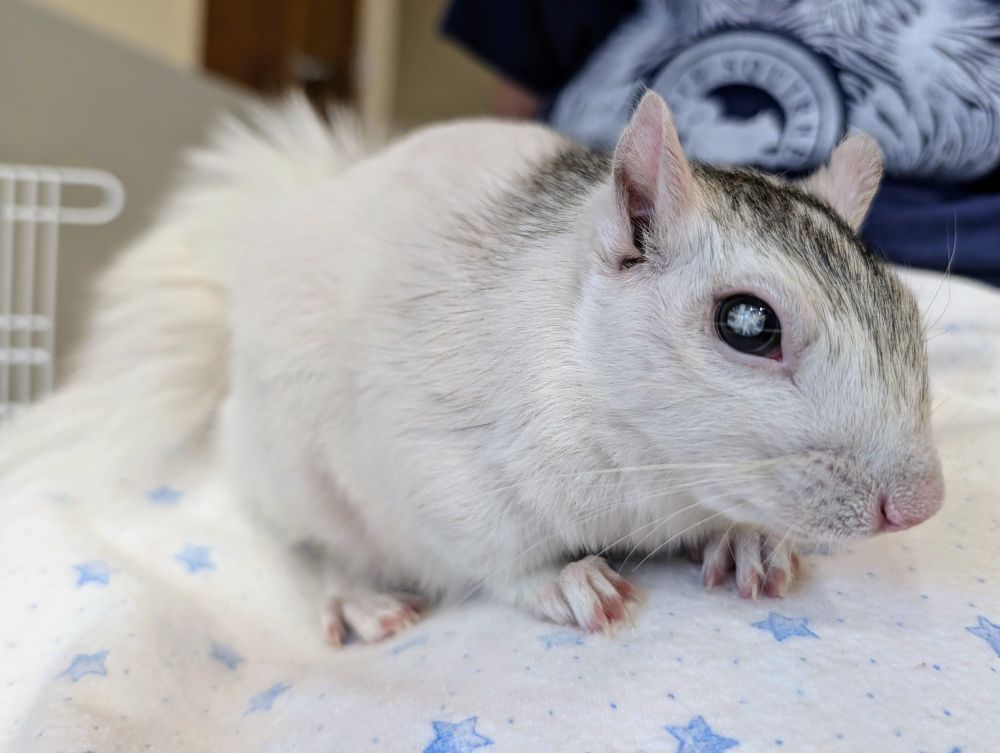 White squirrel sitting on a white blanket with tiny blue stars