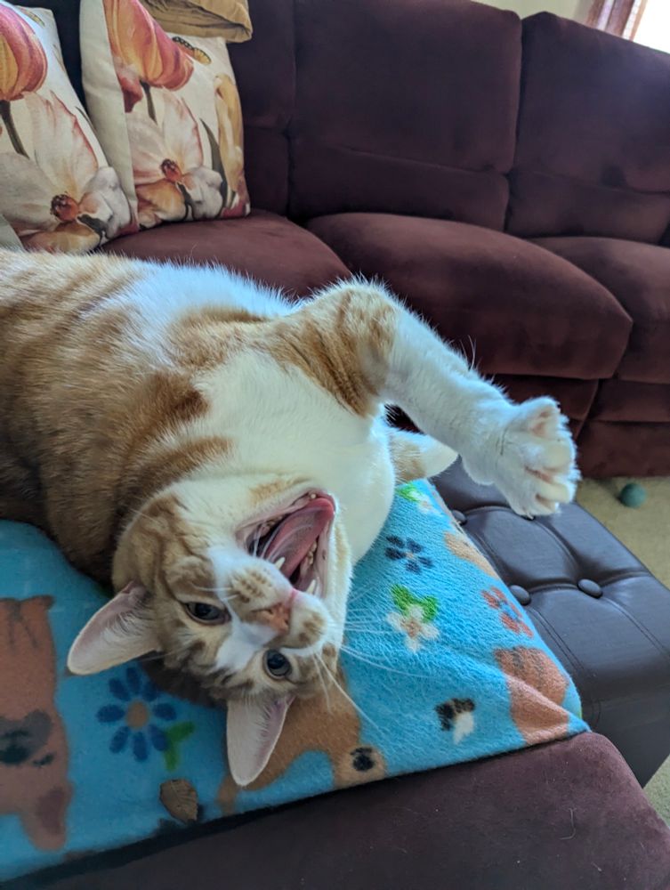 Big Bart the cat looking fierce while stretching and yawning.