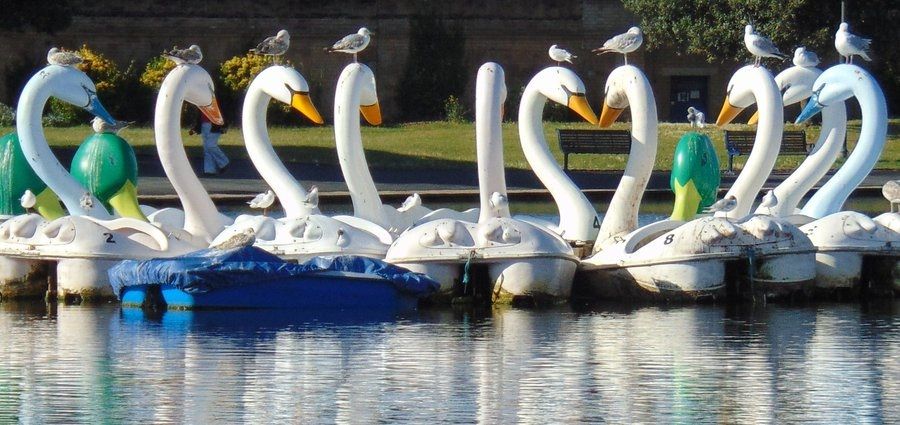 Local pond paddle boat swans with added gulls resting!