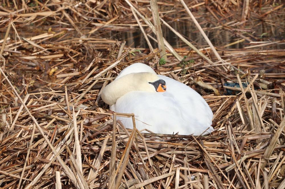 Nesting swan resting