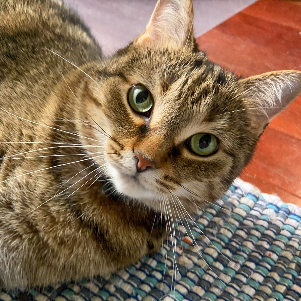 A portrait of a brown and black classic tabby cat lying on a blue toned rug. He has lifted his head up in curiosity. He is looking directly at the camera, engaged, whiskers prominent. 😻