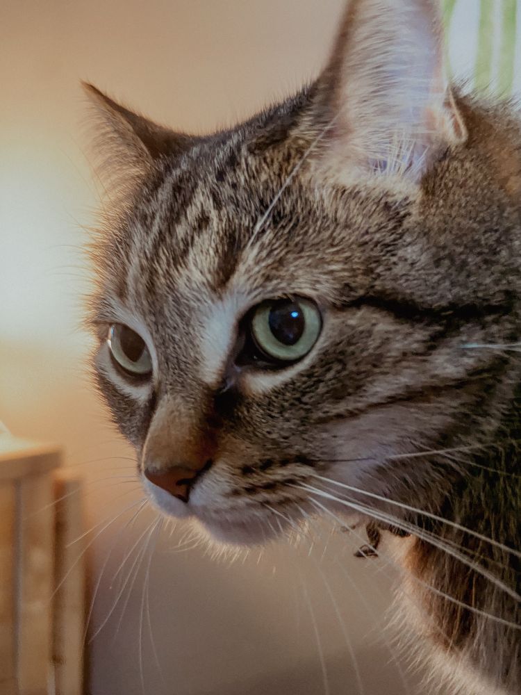 A close-up profile portrait of a brown and black classic tabby cat with green eyes and a peach nose. He is looking towards the left of the frame with 1/8 turn toward the camera, only his head and very front of chest visible. His whiskers are prominent. There is a warm light behind him. 