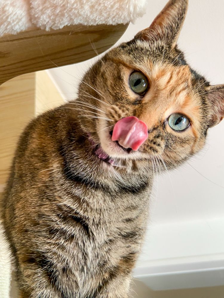 A portrait of a torbie cat with green eyes and an orange forehead standing on her pine and cream cat tree with her tongue out. Perhaps she is sending kisses! She is leaning to the right as she ducks under the hammock platform on the left. Happy Tongue Out Tuesday!