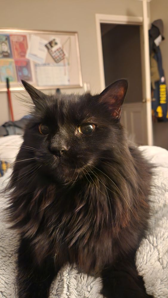 A big fluffy black cat looking majestic. 