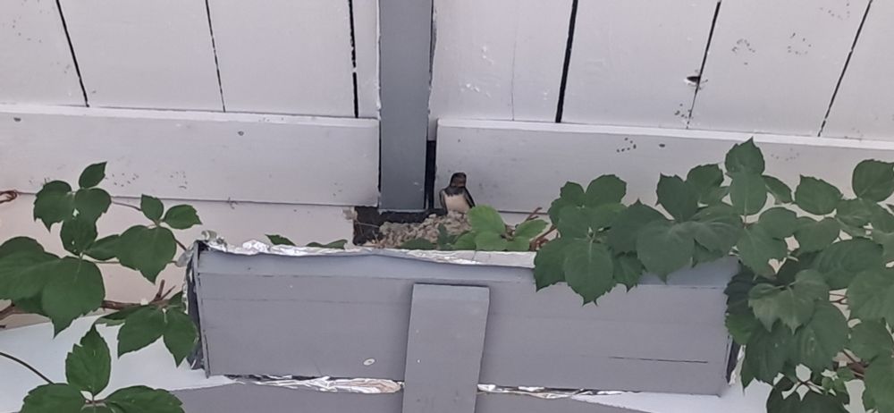 A swallow parent sitting on the edge of a mud nest inside a restaurant in Alykes, Zakynthos. The nest is on a man-made ledge, and just hidden from view are two fledglings. 