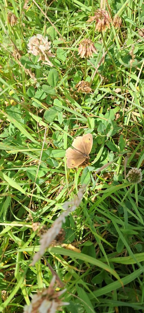Meadow Brown butterfly on grass.