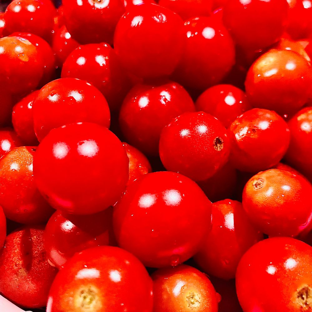 トマトですねこれは🍅