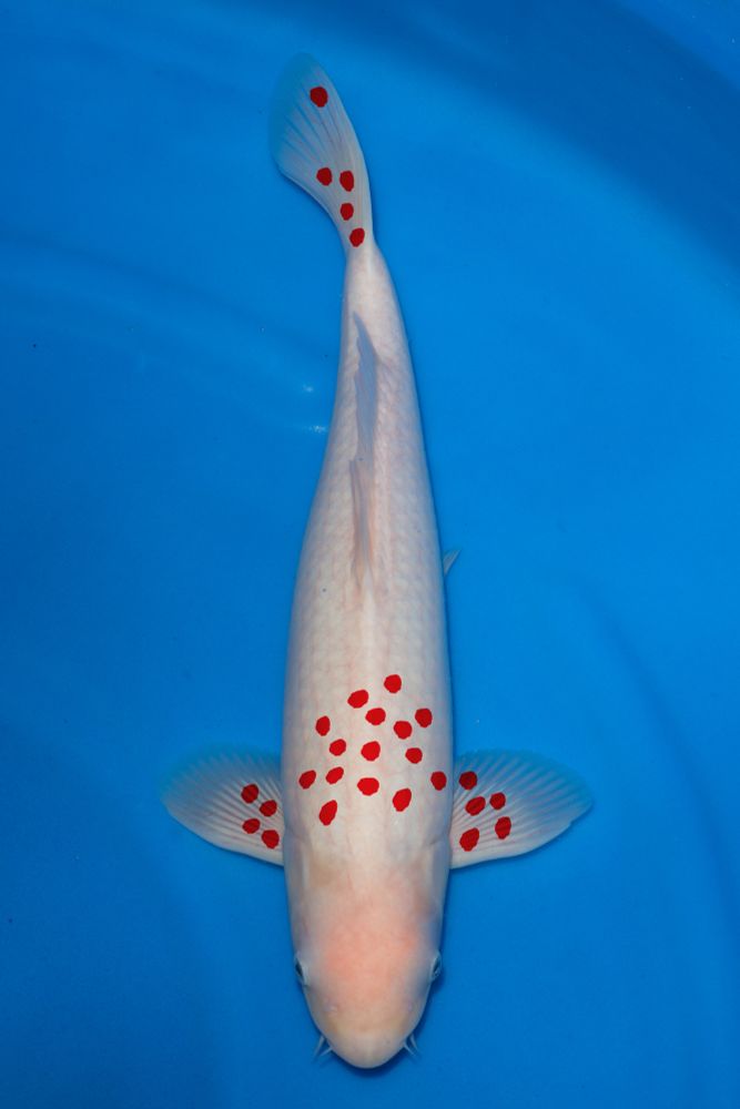 tancho koi edited to have a bunch of tiny red spots instead of one large one