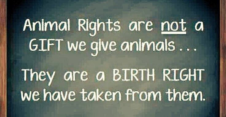 Animal Rights 
are NOT a gift we give to Animals 
They are a BIRTH RIGHT we have taken from them.