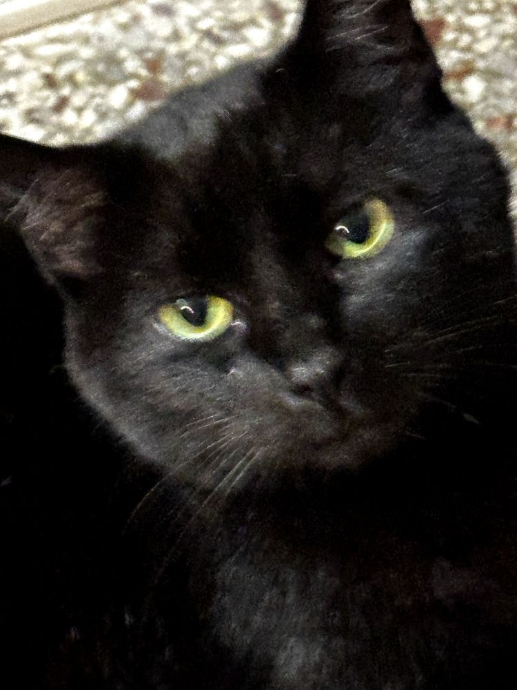 A close up picture of Poppy, a 3 year old female cat that rescued me. She is black, short hair cat with green eyes that she will use to hypnotize anyone for more treats!